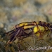 lobster_squat_dr_kb_h_0006_png0414.jpg